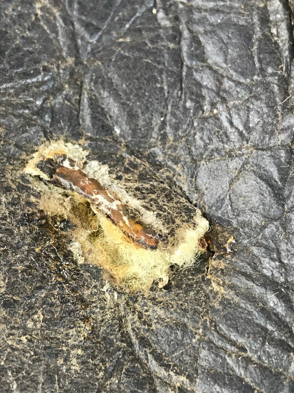 【現状渡し品】【メンズ】 AVIREX アヴィレックス B-3 MOUTON FLIGHT JACKET 33H5595 ムートン フライト ジャケット アウター 146-251005-rt-09-tag サイズ:42 カラー:ブラウン 万代Net店