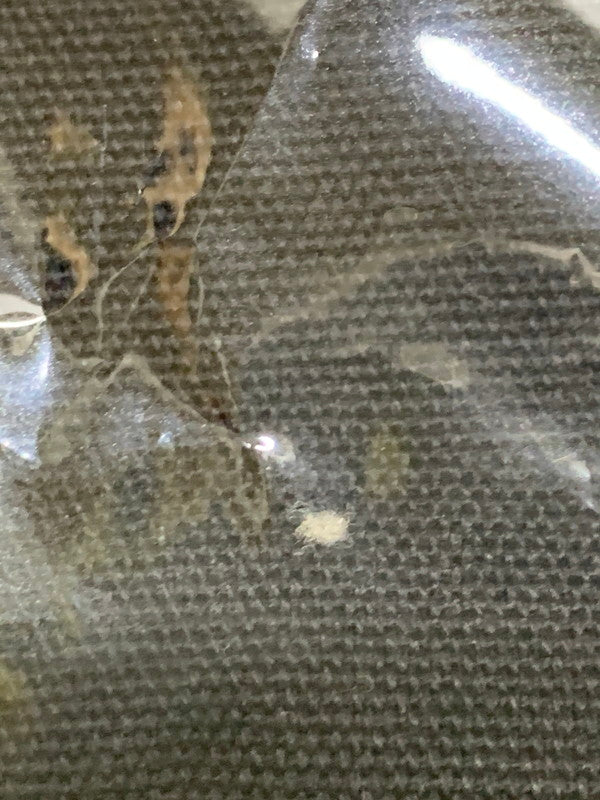 【中古品】 ENHYPEN MANIFESTO トートバッグ エンハイフン アイドル グッズ カード 084-250815-em-10-min 万代Net店