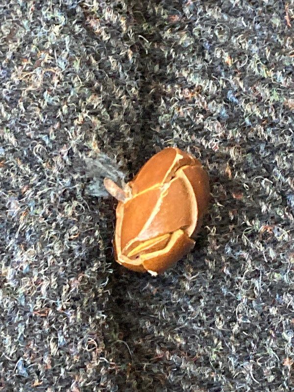 【現状渡し品】【メンズ】 HARRIS TWEED ハリスツイード STANLEY BLACKER 2B WOOL JACKET ウールジャケット 146-250209-ks-79-min サイズ：不明 カラー：ブラック 万代Net店