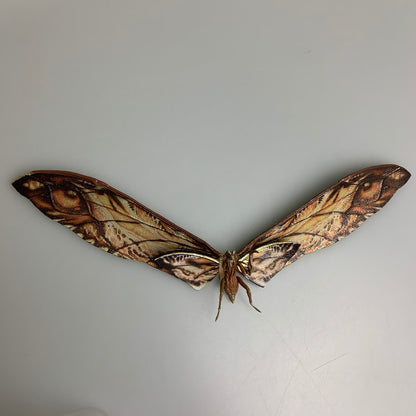 【中古品】 S.H.MonsterArts SUKO ＆ MOTHRA (2024) ゴジラ×コング 新たなる帝国 特撮フィギュア 055-260326-SH-12-min 万代Net店