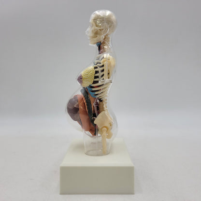 【中古品】 SUPREME シュプリーム 18FW FEMALE ANATOMY MODEL フィメール アナトミー モデル フィギュア 208-260818-cs-17-izu 万代Net店