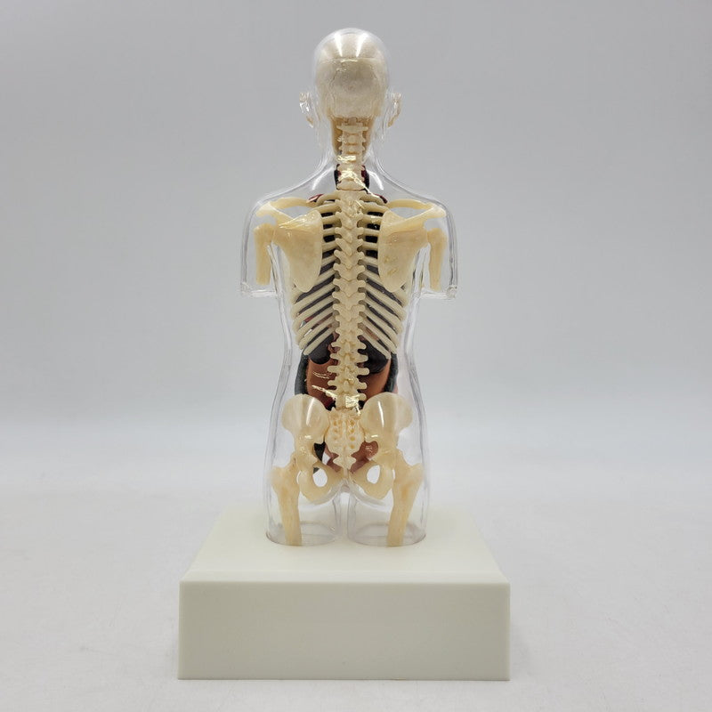 【中古品】 SUPREME シュプリーム 18FW FEMALE ANATOMY MODEL フィメール アナトミー モデル フィギュア 208-260818-cs-17-izu 万代Net店