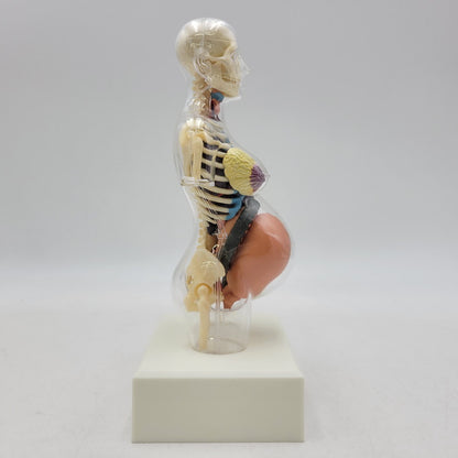 【中古品】 SUPREME シュプリーム 18FW FEMALE ANATOMY MODEL フィメール アナトミー モデル フィギュア 208-260818-cs-17-izu 万代Net店