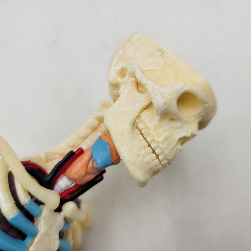 【中古品】 SUPREME シュプリーム 18FW FEMALE ANATOMY MODEL フィメール アナトミー モデル フィギュア 208-260818-cs-17-izu 万代Net店