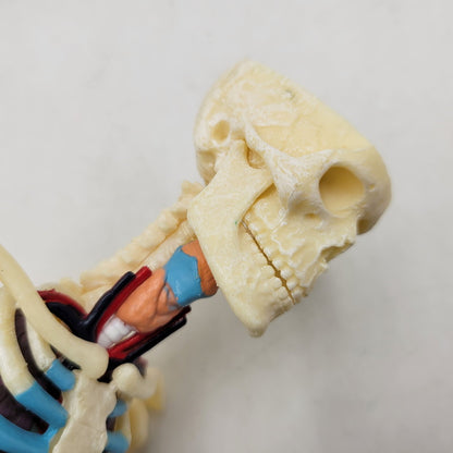 【中古品】 SUPREME シュプリーム 18FW FEMALE ANATOMY MODEL フィメール アナトミー モデル フィギュア 208-260818-cs-17-izu 万代Net店